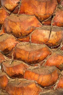 Trunk of a Date Palm (Phoenix dactylifera) in the evening light