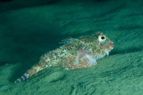 Antlered Sculpin (Enophrys diceraus )