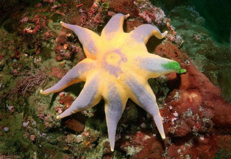 Pacific Sun Star (Solaster pacificus)