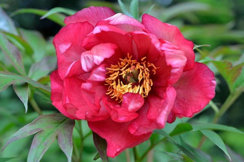 Tree peony (Paeonia suffruticosa 'Banquet')
