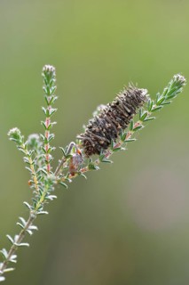 Cocoon of the Hellbrauner Moor-Sacktrager butterfly (Megalophanes viciella)
