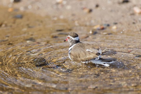 Three-banded Plover (Charadrius tricollaris)