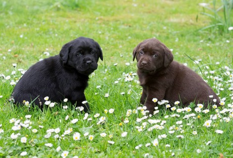 Two Labrador Retriever Puppies