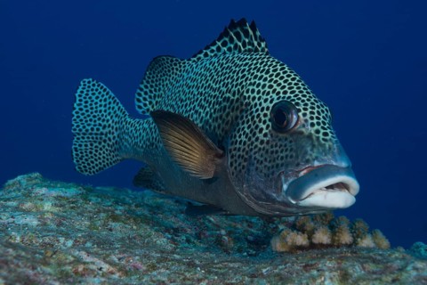 Harlequin Sweetlips (Plectorhinchus chaetodonoides)