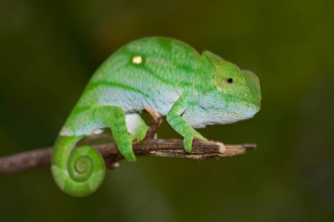 Parson's Chameleon (Calumma parsonii)