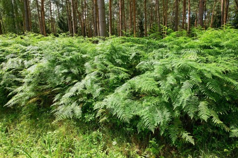 Bracken (Pteridium aquilinum)