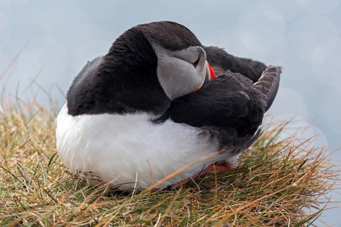 Puffin (Fratercula arctica)