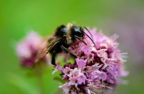 Bumblebee (Bombus) collects nectar on a purple flower