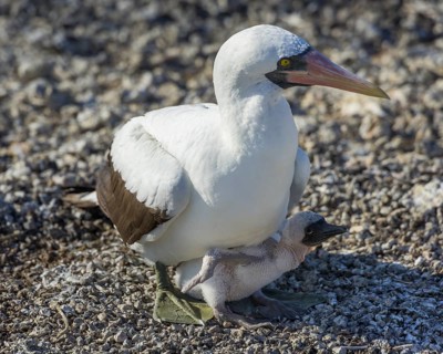 Nazca Booby (Sula granti) on a nest with a chick