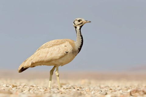 Ruppell's Korhaan or Ruppell's Bustard (Eupodotis rueppellii)