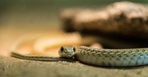 Namib Sand Snake (Psammophis namibensis)