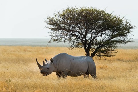 Black Rhino (Diceros bicornis) grazing at the edge of the Etosha Pan