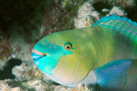Bleeker's Parrotfish (Chlorurus bleekeri)