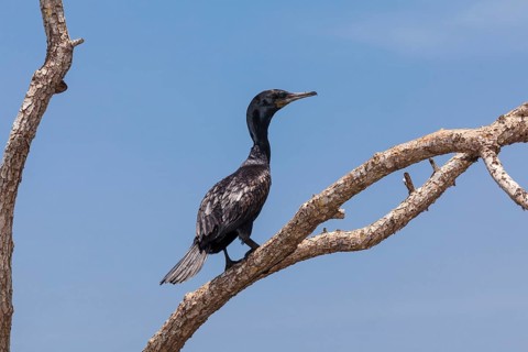 Little Cormorant (Phalacrocorax niger) perched on a tree