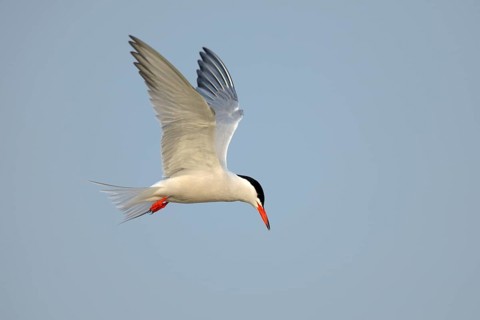Common Tern (Sterna hirundo) in flight