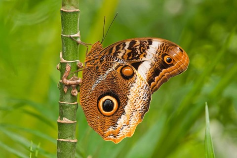 Yellow-edged Giant Owl (Caligo atreus)