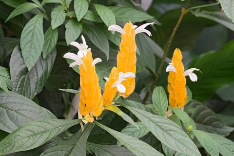 Lollipop Plant or Golden Shrimp Plant (Pachystachys lutea)
