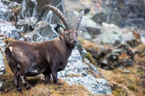 Alpine Ibex (Capra ibex)