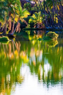 Palm trees at the Hopeaia Fishpond