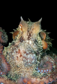 Giant Pacific Octopus or North Pacific Giant Octopus (Enteroctopus dofleini)