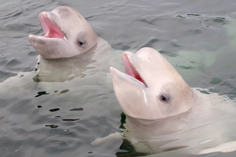 Two young Beluga Whales or White Whales (Delphinapterus leucas)