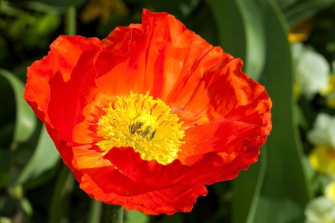 Iceland poppy (Papaver nudicaule)
