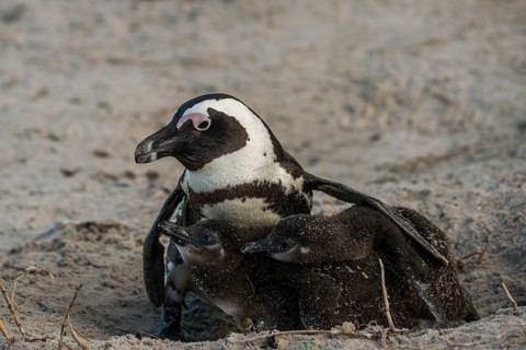 Jackass Penguins or African Penguins (Spheniscus demersus)