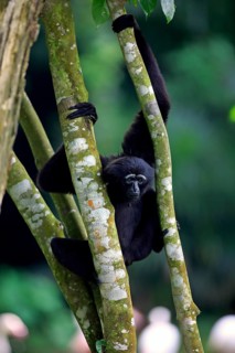 Black-handed Gibbon or Agile Gibbon (Hylobates agilis)
