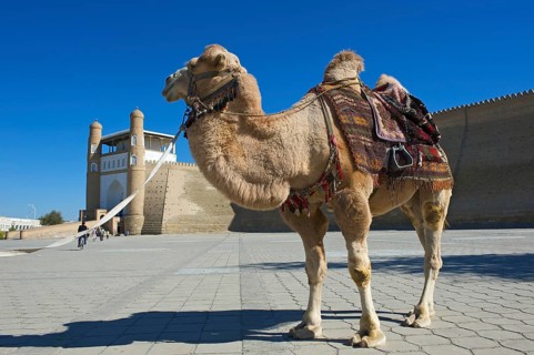 Saddled camel in front of the Ark fortress