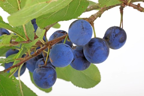 Brennzwetschge plums on a twig
