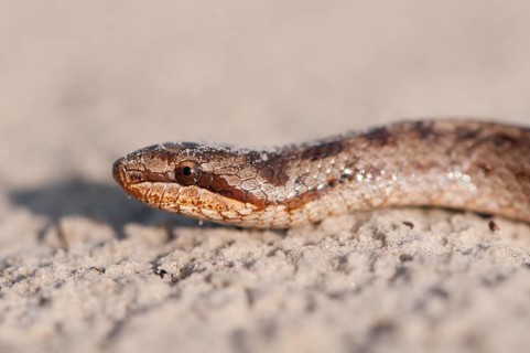 Smooth Snake (Coronella austriaca)
