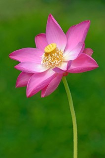 Indian Lotus (Nelumbo nucifera)