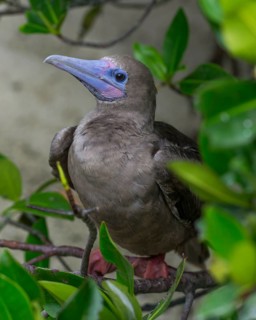 Young Red-footed Booby (Sula sula)