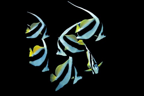 Pennant Coralfish or Longfin Bannerfish (Heniochus acuminatus)
