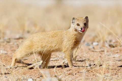 Yellow Mongoose (Cynictis penicillata)