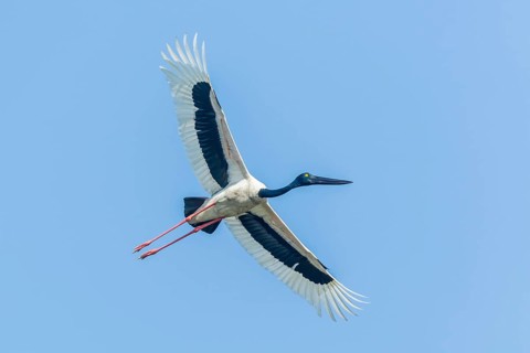 Black-necked Stork (Ephippiorhynchus asiaticus)