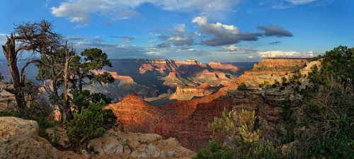 Gnarled old pine (Pinus) at the Grand Canyon