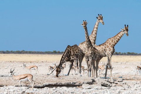 Giraffes (Giraffa camelopardalis)