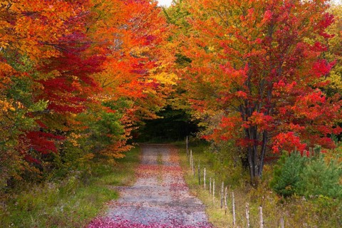 Country road in autumn