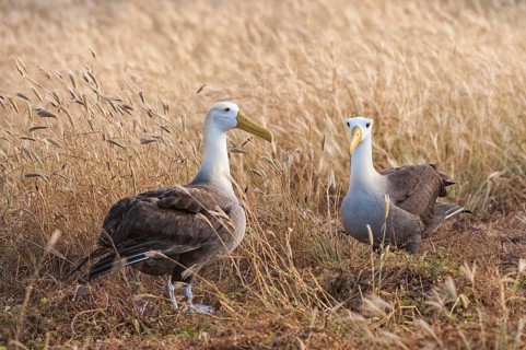 Waved Albatrosses (Phoebastria irrorata)