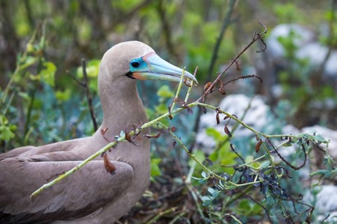 Red-footed Booby (Sula sula) in red mangrove