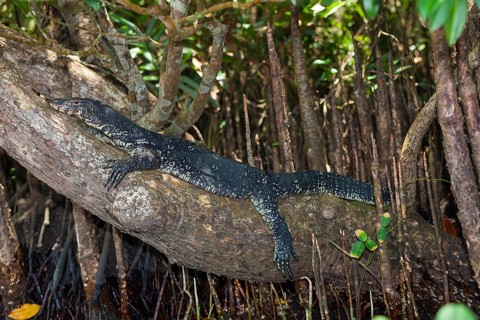 Water Monitor (Varanus salvator)