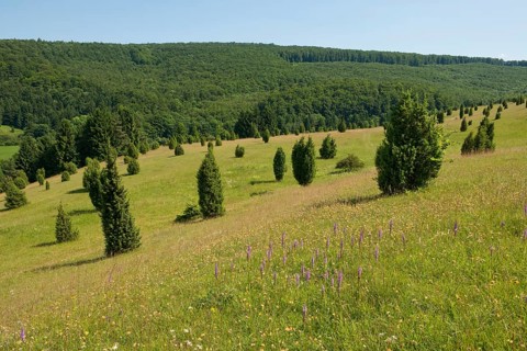 Juniper pastures