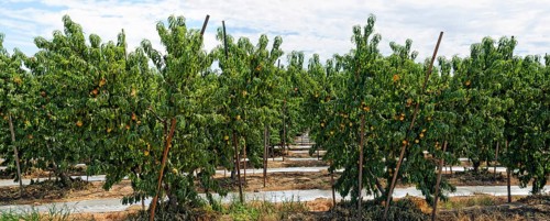Nectarines (Prunus persica var nucipersica)