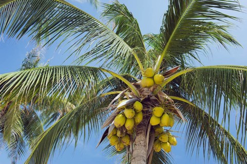 Coconuts on a Coconut Palm (Cocos nucifera)