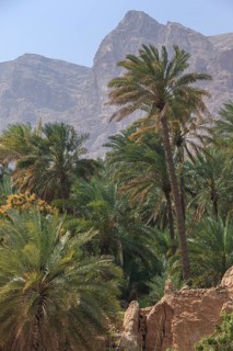Date palms in Wadi Tiwi with Hajar Mountains