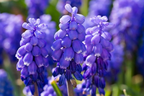 Grape Hyacinth (Muscari botryoides)