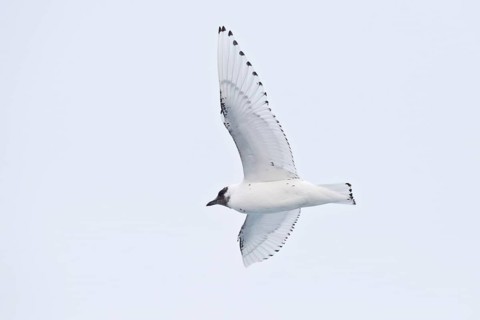 Ivory Gull (Pagophila eburnea)