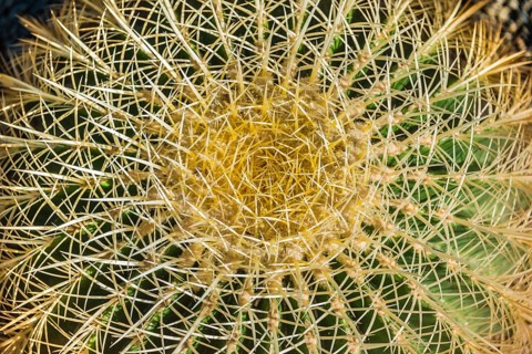 Golden Barrel Cactus (Echinocactus grusonii)