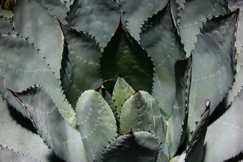 Cabbage Head Agave (Agave parrasana)